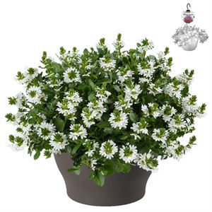Bild von Hp30 XXL Scaevola White